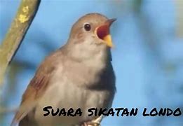 Suara Burung Sikatan Londo Gacor Mp3